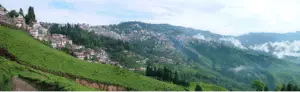 Darjeeling Honeymoon
