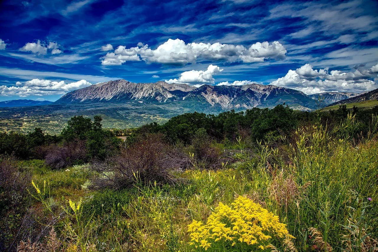 Colorado landscape with yellow flowers and large mountains in the background.