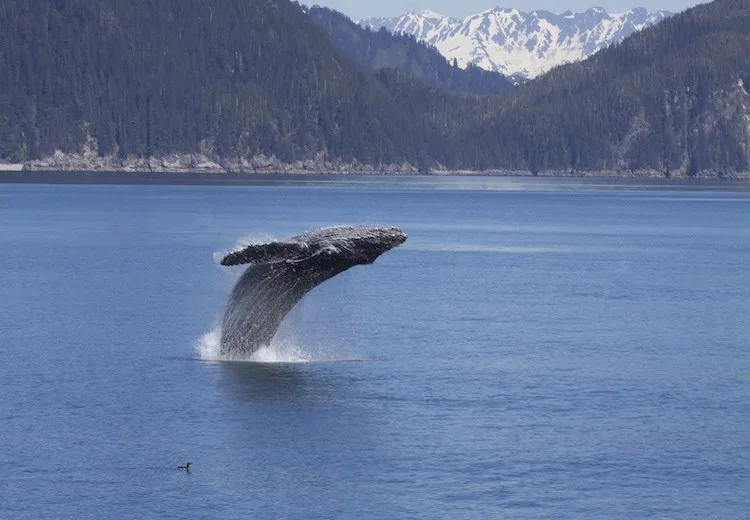 Whale in Kenai Fjords
