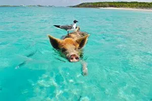 pigs swim in the bahamas