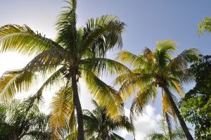 coconut trees in fiji