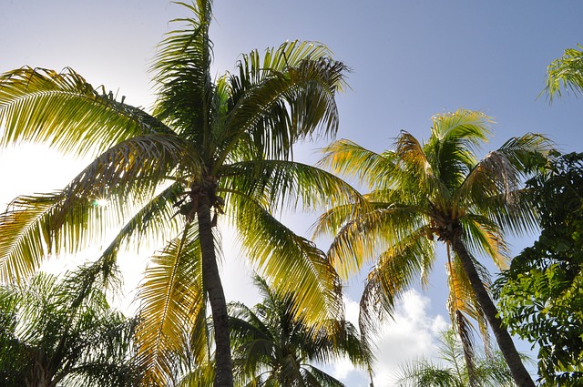 coconut trees in fiji