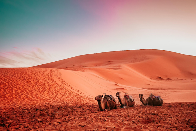 Morocco dessert camels