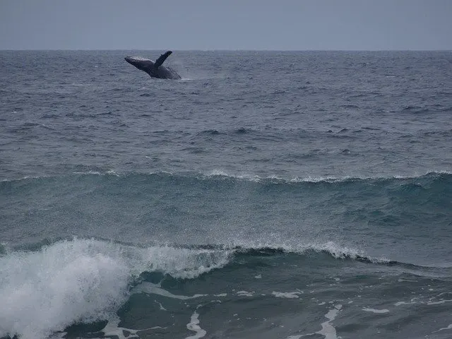 Whale spotted in Maui