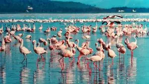 pink flamingos in africa