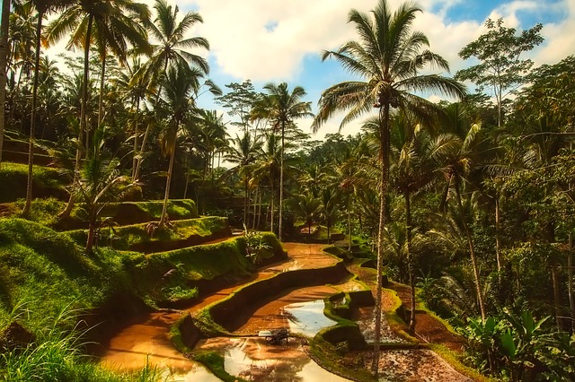 Bali Rice Terraces