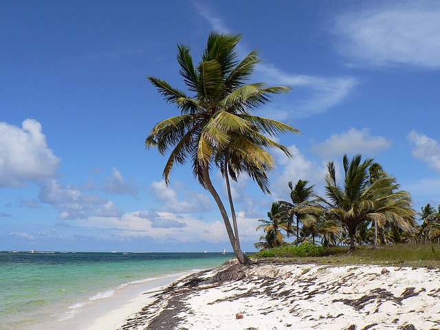 palm trees on the beach of the dominican republic
