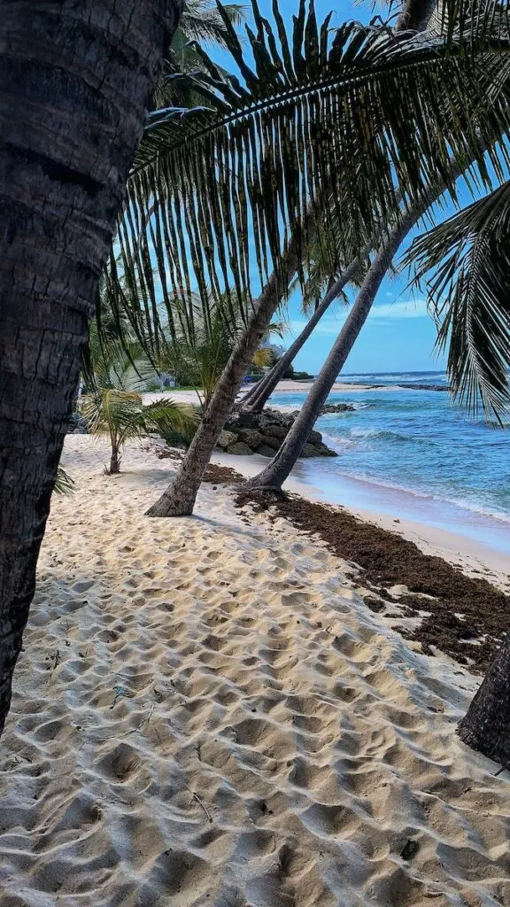 Barbados beach with plam trees and ocean waves.