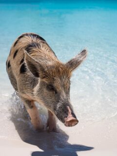 Pig on the beach in the Bahamas