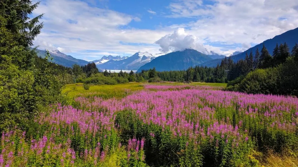 A flowering meadow in Alaska surrounded by large evergreen trees and snow capped mountains in the background.