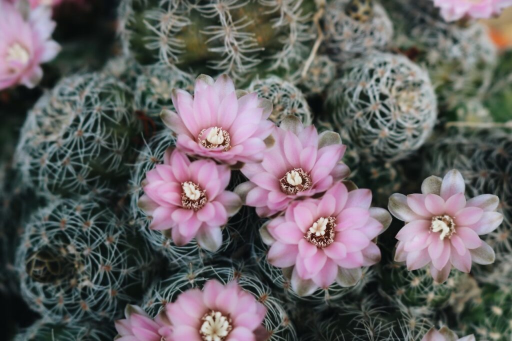 A close up of pink flowers blooming out of a small cactus.