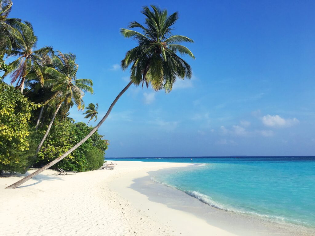 Palm tree on a beach in Maldives